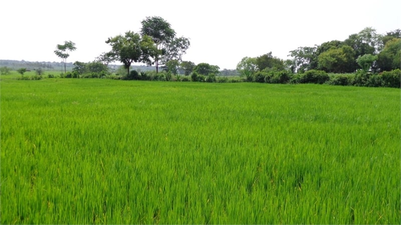 pros of buying agriculture land in alwar delhi NCR